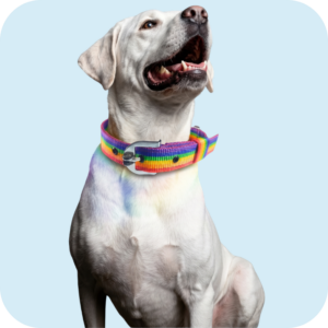 Pet Collar